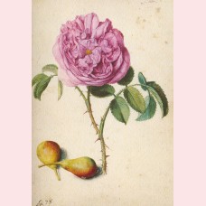 Rose and two pears
